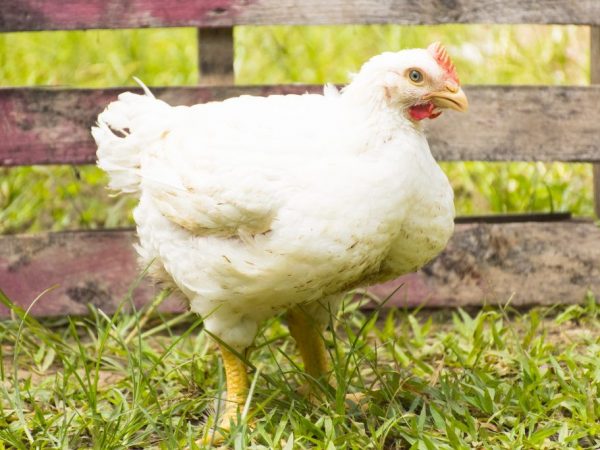 Ross 308 Etlik Tavuk Irkı